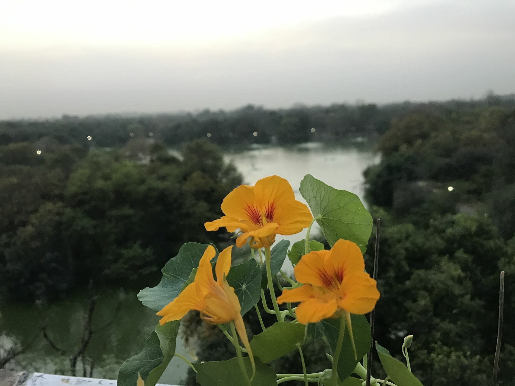 The Lazy Patio Homestay New Delhi Exterior photo